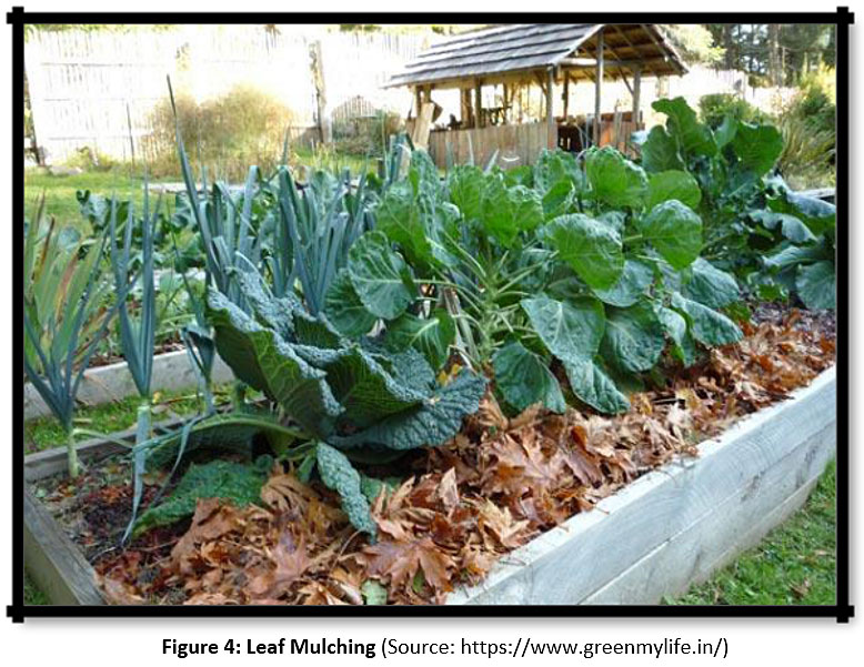 mulching grass clippings