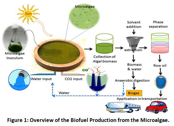 Biofuel Formation From Microalgae: A Renewable Energy Source For Eco ...