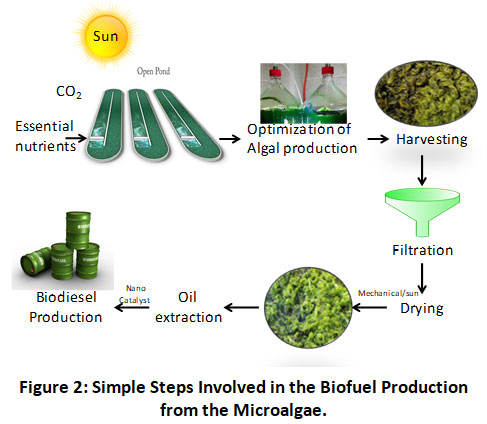 Biofuel Formation From Microalgae: A Renewable Energy Source For Eco ...